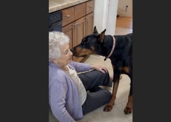 Neighbors Crossed the Street When They Saw Bear — Then His Bark Brought Help to Peggy’s Door
