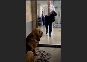 An Old Bloodhound Spent Months in a Shelter Because the Court Couldn’t Release Him—Then the Judge From His Case Walked Into the Kennel