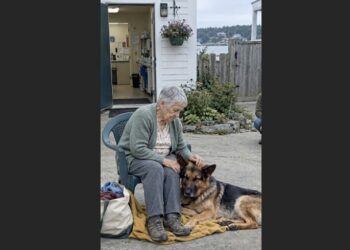 June Came to the Rescue to Donate Her Late Dog’s Blankets—Then a Frightened German Shepherd Walked Over and Lay Down on One