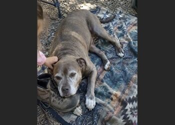 A Man at the Campground Asked Me to Keep My Pit Bull Away From the Children—He Didn’t Know Gus Had Spent Seven Years Finding Missing People in the Mountains