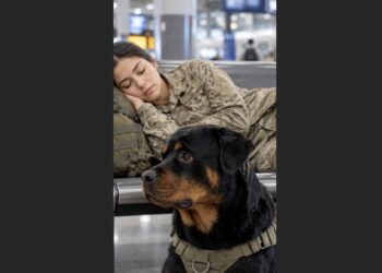 After Nearly 30 Hours Awake, a Soldier Fell Asleep on a Train-Station Bench—Her Rottweiler Never Left Her Side