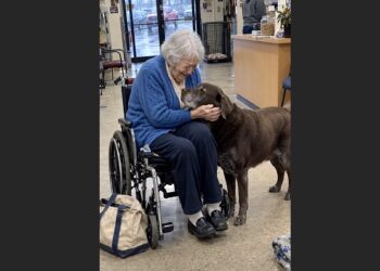 The Old Labrador Had Barely Moved All Morning—Then a Woman in a Wheelchair Laughed Near the Door and He Struggled to Stand