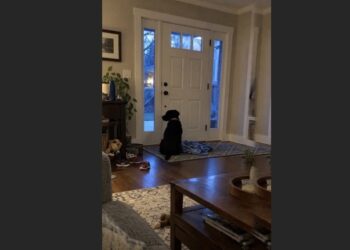 Every Evening at Six, Hazel Carried the Same Blue Blanket to the Front Door—Months Later, Her New Family Learned Who She Had Been Waiting For