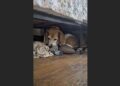 I Was Ready to Return My Beagle to the Shelter—Then I Learned Why She Kept Carrying My Clothes Under the Spare Bed