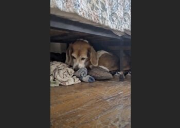 I Was Ready to Return My Beagle to the Shelter—Then I Learned Why She Kept Carrying My Clothes Under the Spare Bed