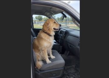 A Stray Golden Retriever Climbed Into an Animal Control Truck Before Anyone Could Catch Him—Hours Later, a Little Girl Walked Into the Shelter Calling His Real Name