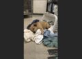 The Shelter Called Winston “the Worst Dog We’ve Ever Had”—Nine Hours Later, a Retired Mechanic Was Waiting to Take Him Home