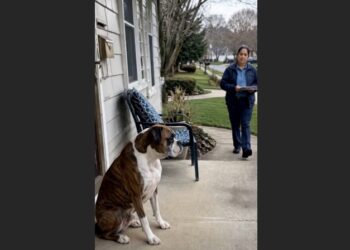 For Nine Years, Roscoe Waited for the Same Mail Carrier—Then One Afternoon, the Footsteps Outside Belonged to Someone Else
