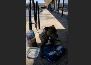 A Family Tied Nala Outside an Empty Phoenix Strip Mall and Walked Away Crying—Then Rescuers Found the Note Hidden Beneath Her Blanket