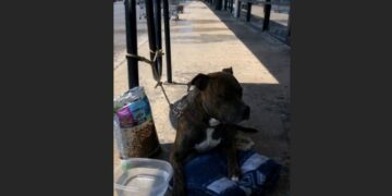A Family Tied Nala Outside an Empty Phoenix Strip Mall and Walked Away Crying—Then Rescuers Found the Note Hidden Beneath Her Blanket