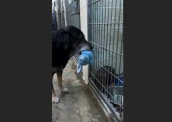 For Nearly Seven Years, Baxter Gave His Favorite Blue Rabbit to Frightened Puppies—Then One Tiny Dog Changed the Old Shelter Dog’s Life Too