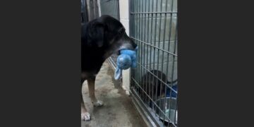 For Nearly Seven Years, Baxter Gave His Favorite Blue Rabbit to Frightened Puppies—Then One Tiny Dog Changed the Old Shelter Dog’s Life Too