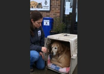 A 15-Year-Old Golden Retriever Was Left Outside a Shelter With a Note That Said, “I Ran Out of Options Before I Ran Out of Love”—Then a 78-Year-Old Widow Came to Meet Him