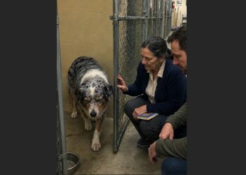 Every Time a Family Came to Meet Jasper, He Closed His Eyes—Months Later, Shelter Staff Finally Understood What They Had Been Missing