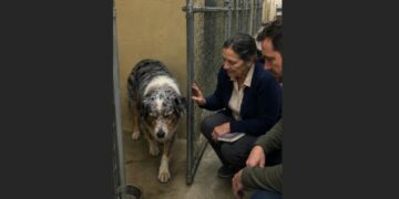 Every Time a Family Came to Meet Jasper, He Closed His Eyes—Months Later, Shelter Staff Finally Understood What They Had Been Missing