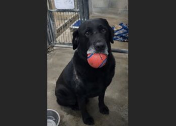 Every Visitor Got the Same Battered Red Ball From the Older Black Lab in Kennel 27—Then One Woman Finally Asked Why