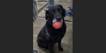 Every Visitor Got the Same Battered Red Ball From the Older Black Lab in Kennel 27—Then One Woman Finally Asked Why