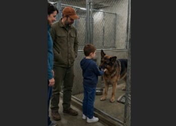 For Seven Years, Noah Avoided Hugs From Everyone He Loved—Then He Walked Into a Shelter Kennel and Wrapped His Arms Around an Older German Shepherd
