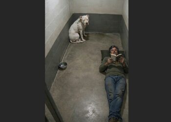 Everyone at the Shelter Feared Titan, the Silent 90-Pound Pit Bull in Kennel 32—Then One Man Sat on the Floor and Asked Him for Nothing