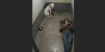 Everyone at the Shelter Feared Titan, the Silent 90-Pound Pit Bull in Kennel 32—Then One Man Sat on the Floor and Asked Him for Nothing