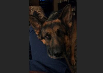 For Three Weeks, Kaiser Wouldn’t Stop Sniffing the Same Spot on His Owner’s Leg—Then an Ultrasound Revealed a Dangerous Blood Clot