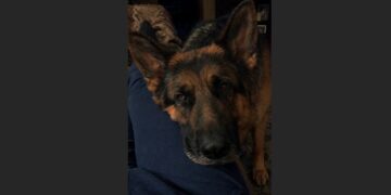 For Three Weeks, Kaiser Wouldn’t Stop Sniffing the Same Spot on His Owner’s Leg—Then an Ultrasound Revealed a Dangerous Blood Clot