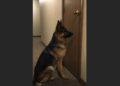 His Owner Moved Away and Left Him Outside an Empty Apartment—For Days, the German Shepherd Barely Ate Until One Neighbor Chose to Stay