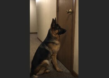 His Owner Moved Away and Left Him Outside an Empty Apartment—For Days, the German Shepherd Barely Ate Until One Neighbor Chose to Stay