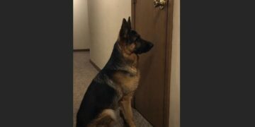 His Owner Moved Away and Left Him Outside an Empty Apartment—For Days, the German Shepherd Barely Ate Until One Neighbor Chose to Stay