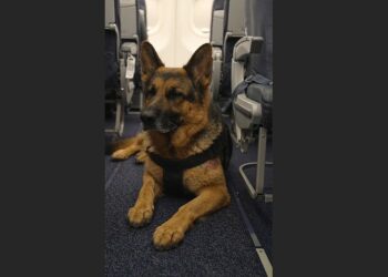 A Woman on the Plane Asked Why Drake Was Allowed On Board — She Had No Idea What the Old German Shepherd Had Already Done