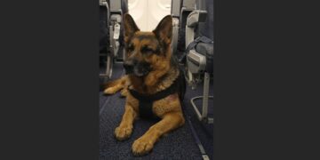 A Woman on the Plane Asked Why Drake Was Allowed On Board — She Had No Idea What the Old German Shepherd Had Already Done