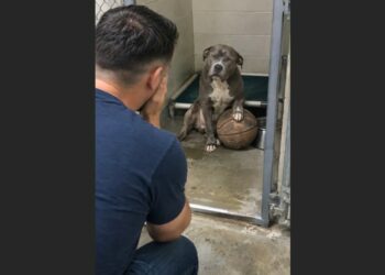 For Three Years, Buster Wouldn’t Let Go of an Old Basketball at the Shelter—Then One Visitor Looked Into His Kennel and Realized He Knew the Dog