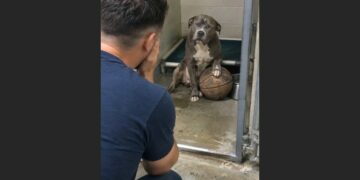 For Three Years, Buster Wouldn’t Let Go of an Old Basketball at the Shelter—Then One Visitor Looked Into His Kennel and Realized He Knew the Dog