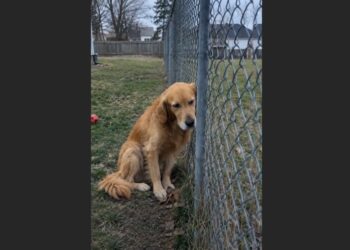For 18 Days, Oscar Stayed Beside the Fence After His Best Friend Was Taken to the Hospital—Then One Morning, a Familiar Car Turned Into the Driveway