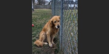 For 18 Days, Oscar Stayed Beside the Fence After His Best Friend Was Taken to the Hospital—Then One Morning, a Familiar Car Turned Into the Driveway