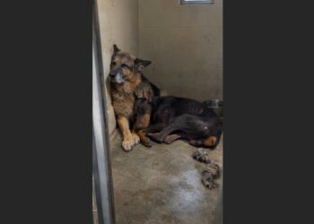 A One-Year-Old Doberman Had Nearly Stopped Engaging With the World—Then a Blind 12-Year-Old German Shepherd Chose to Stay Beside Him