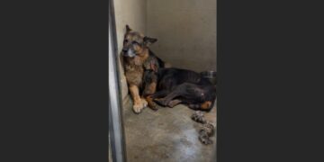 A One-Year-Old Doberman Had Nearly Stopped Engaging With the World—Then a Blind 12-Year-Old German Shepherd Chose to Stay Beside Him