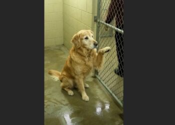 Every Person Who Passes His Shelter Kennel Gets the Same Offer: One Paw Reaching Through the Gate, Waiting for Someone to Stop