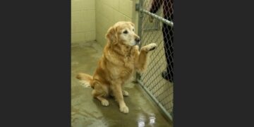 Every Person Who Passes His Shelter Kennel Gets the Same Offer: One Paw Reaching Through the Gate, Waiting for Someone to Stop