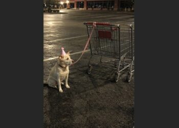 At 3 A.M., a Security Guard Found Daisy Tied to a Shopping Cart — She Was Still Wearing a Pink Birthday Hat