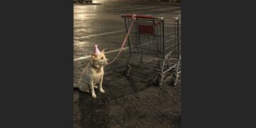 At 3 A.M., a Security Guard Found Daisy Tied to a Shopping Cart — She Was Still Wearing a Pink Birthday Hat