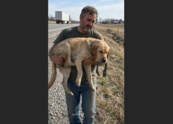 For 67 Days, Milo Stayed Beside a Missouri Highway—When Rescuers Finally Carried Him Away, He Refused to Leave Without an Old Green Collar