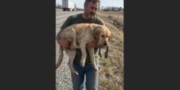 For 67 Days, Milo Stayed Beside a Missouri Highway—When Rescuers Finally Carried Him Away, He Refused to Leave Without an Old Green Collar