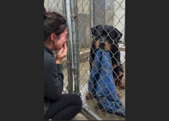 The Old Rottweiler Arrived at the Shelter Carrying a Faded Blue Coat—Then One Visitor Looked at Him and Said, “I Know That Dog”