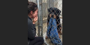 The Old Rottweiler Arrived at the Shelter Carrying a Faded Blue Coat—Then One Visitor Looked at Him and Said, “I Know That Dog”