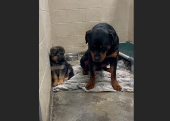 Oskar Was Three Months Old When a Forest Fire Changed Everything — Then a Nine-Year-Old Rottweiler Chose to Stay Beside Him