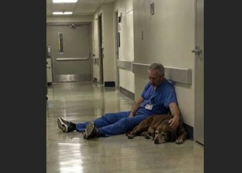 After a 14-Hour Emergency Surgery, a Rural Surgeon Sat Alone on the Hospital Floor—Then Jasper Quietly Came to Sit Beside Him