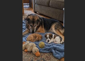 I Agreed to Foster Two Abandoned Puppies for a Weekend — My Thirteen-Year-Old Dog Had Other Plans