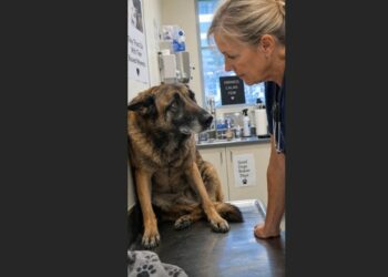 His Family Brought the Aging Malinois to the Clinic to Be Put Down—But the Veterinarian Found No Terminal Illness and Took Him Home Instead