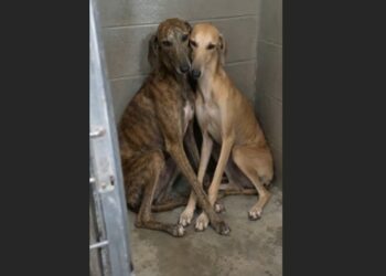Two Azawakhs Had Already Been Returned Twice—Then I Walked Into the Shelter Looking for One Dog and Realized They Needed a Home Together